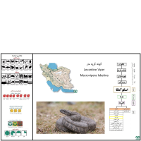 گونه گرزه مار Levantine Viper